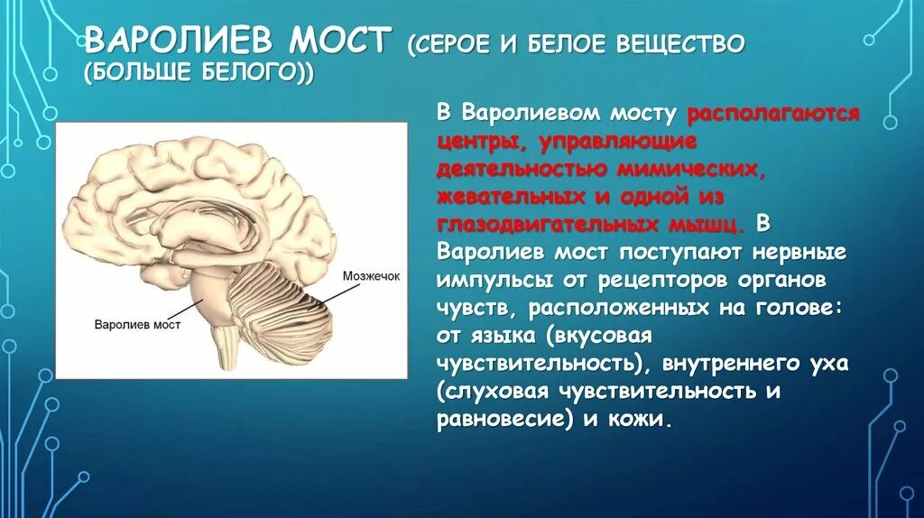 Какую функцию выполняет мост мозга. Строение мозга варолиев мост. Серое вещество варолиева моста. Серое и белое вещество моста варолиевого. Варолиев мост белое вещество.