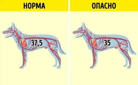 Какая температура у собак чихуахуа