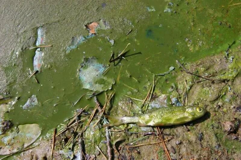 Вредные водоросли. Цветение воды замор рыбы. Цветение токсичных водорослей. Последствия цветения воды в водоемах. Цветение воды последствия.