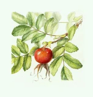 Рисунок шиповника