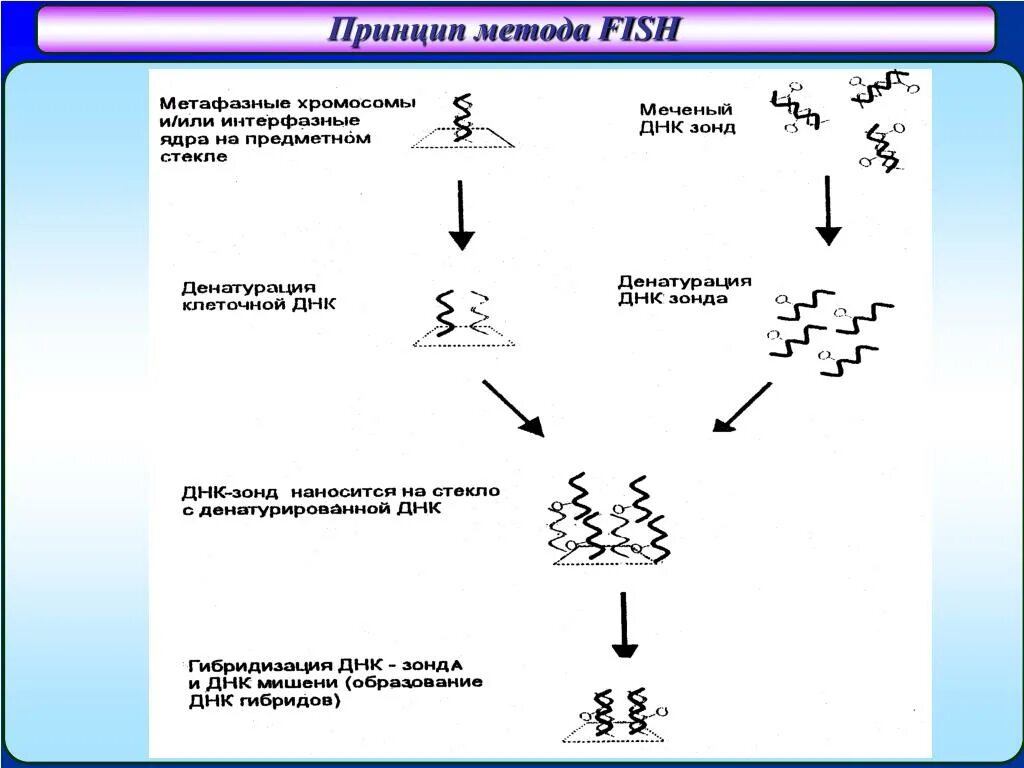 Суть метода гибридизации. Схема Fish метода.. Метод флуоресцентной гибридизации (Fish). Метод Fish генетика принцип метода. Молекулярно цитогенетическое исследование Fish метод.