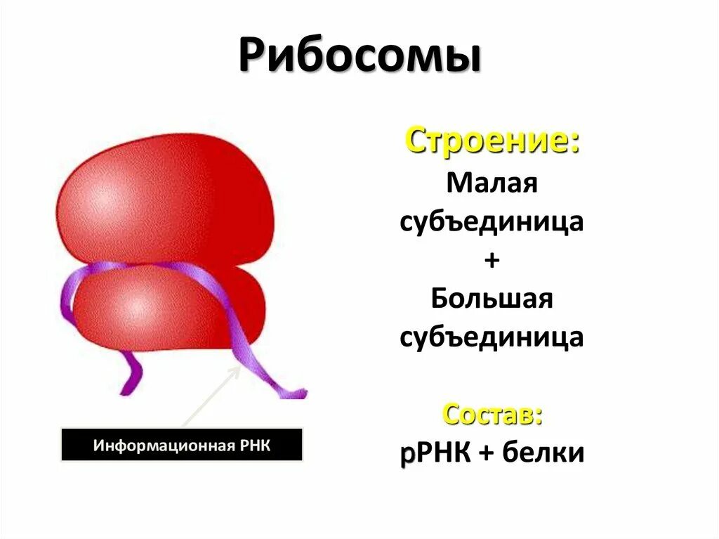 Строение рисунок функции. Строение рибосомы клетки. Строение и функции большой и малой субъединицы рибосомы. Строение малой субъединицы рибосомы. Рибосомы структура строение и функции.