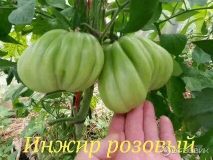 Отзыв томата инжир