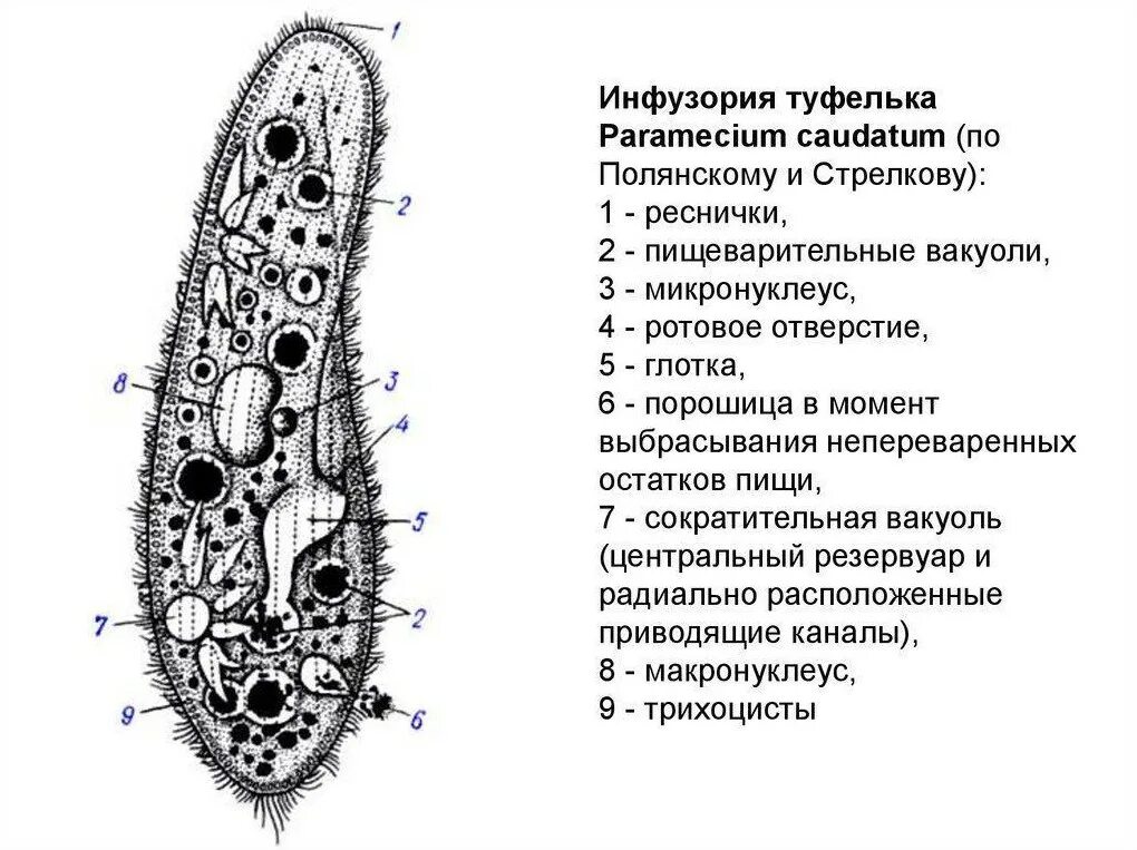 Инфузория туфелька строение. Инфузория туфелька Paramecium caudatum. Структура клетки инфузории туфельки. Инфузория туфелька строение клетки. Передвижение инфузории