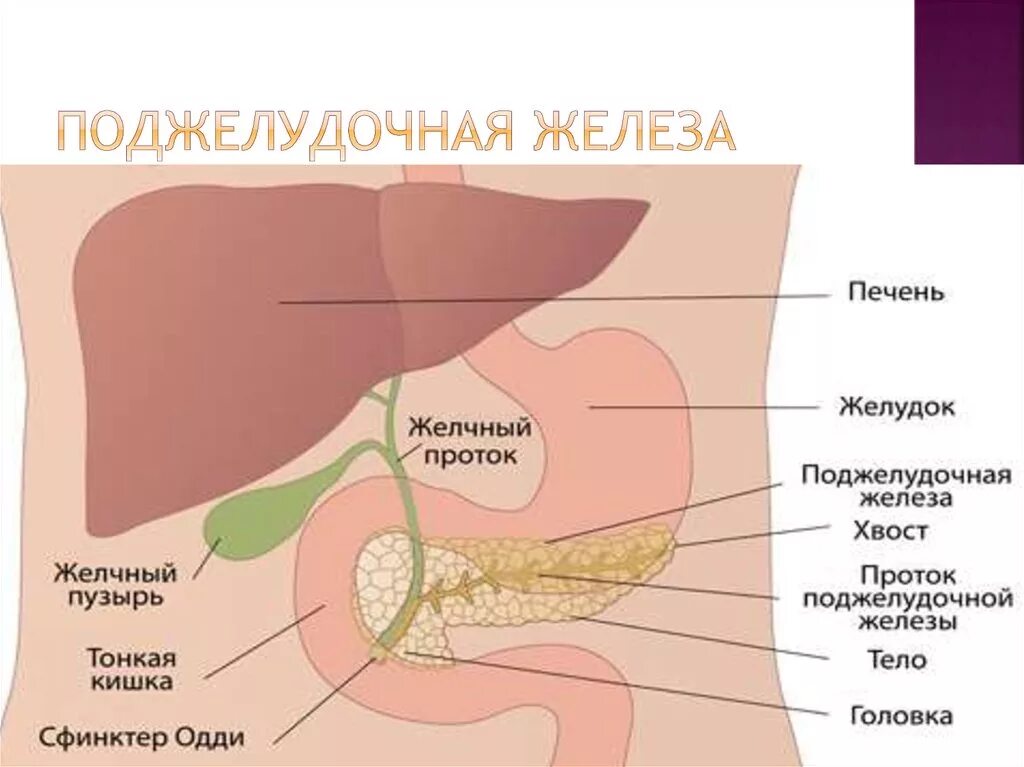 Желчный пузырь слева