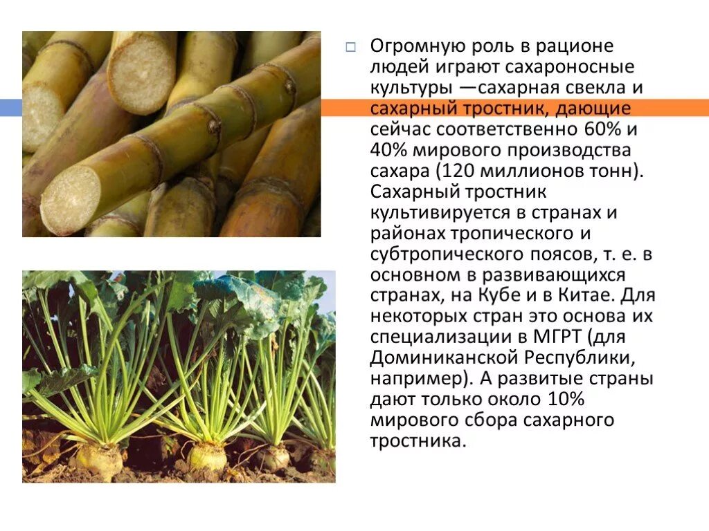 Имеют большую роль. Сахарный тростник и сахарная свекла. Сахарный тростник полиплоид. Сахароносные культуры. Сахарная свекла и тростник.