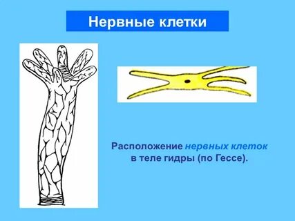 Нервные клетки кишечнополостных