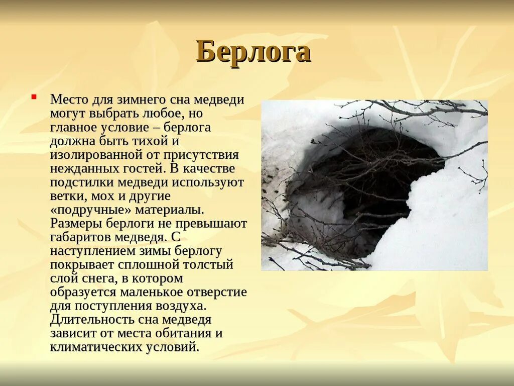 Сделать берлогу. Берлога медведя. Как выглядит Берлога медведя. "На берлоге". Строение берлоги медведя.