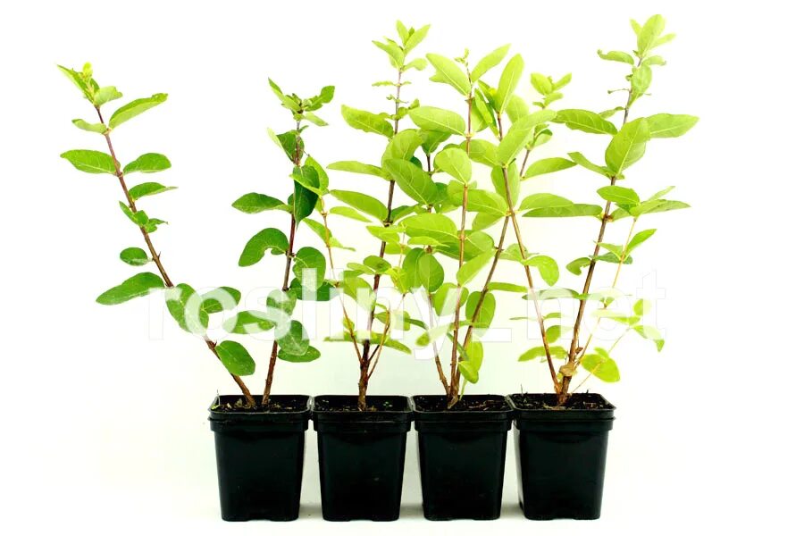 рф. саженцы яблони зкс. закуплены саженцы деревьев. посадочный материал. мичуринские саженцы.