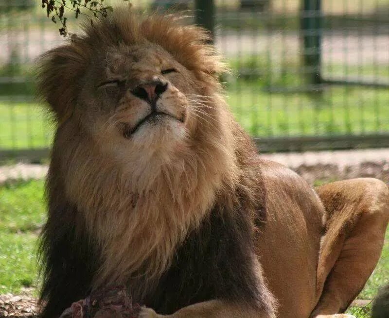 Улыбчивый лев. Левый довольно. Довольный лев. Довольный лев. Левый довольно.