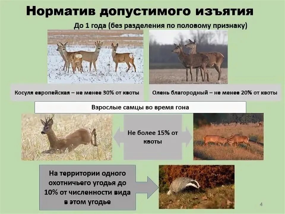 Нормативы допустимого изъятия охотничьих ресурсов. Лимит и квоты охотничьих ресурсов. лимиты и квоты добычи охотничьих ресурсов. квоты на добычу европейской косули орловская область 2025.