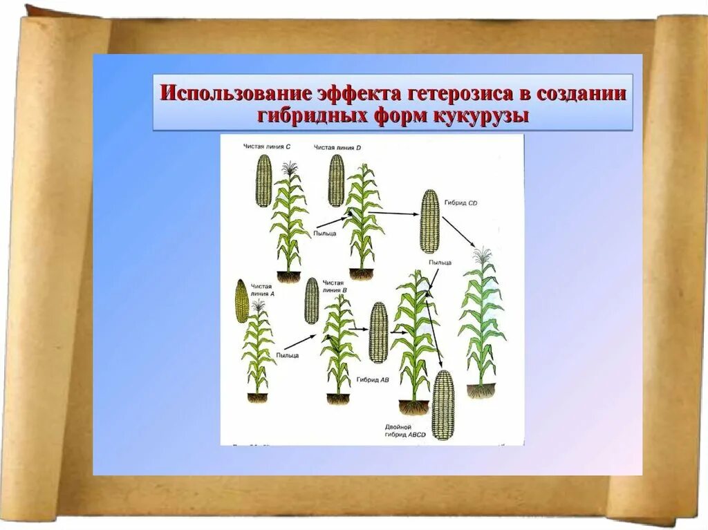 Картинки ЭФФЕКТ ГЕТЕРОЗИСА У РАСТЕНИЙ