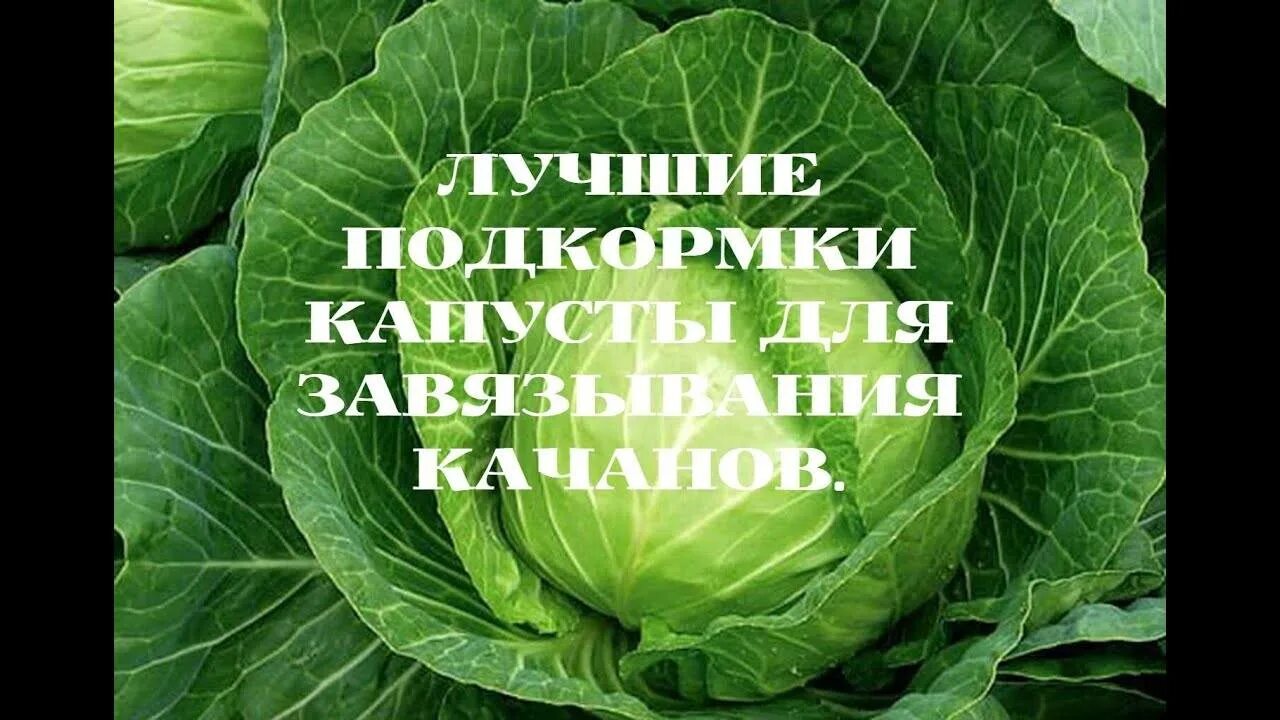 Чем подкормить рассаду капусты для роста. Подкормка для капусты для завязи Кочанов.