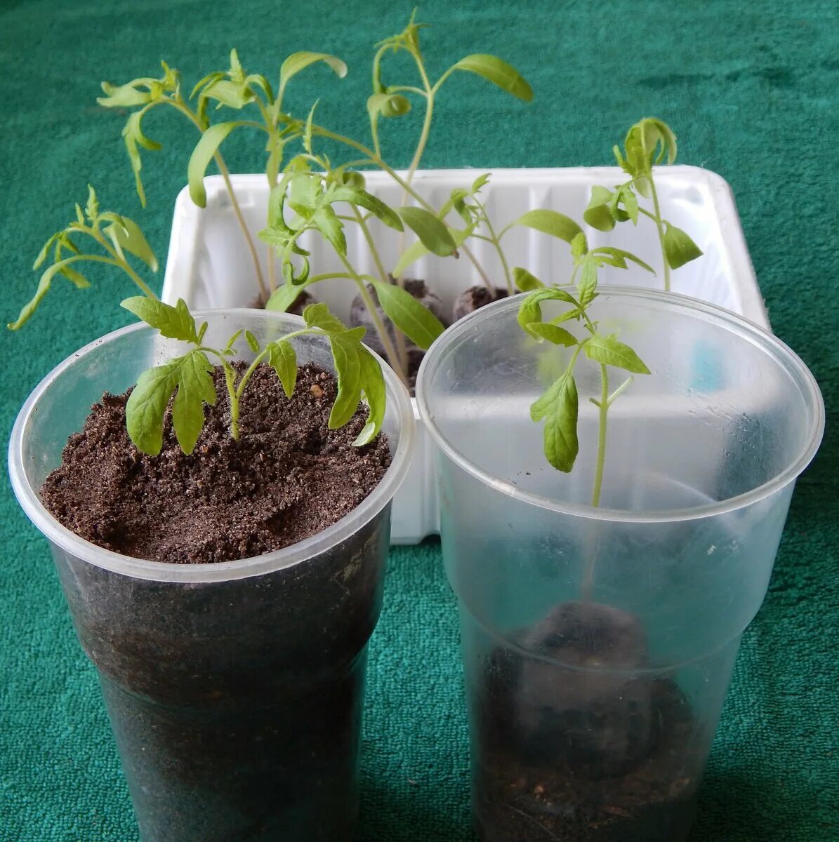 Томаты без пикировки в ящиках. Рассада капусты вытянулась. Рассада вытянулась. Коренастая рассада томатов. Чтобы рассада не вытягивалась.