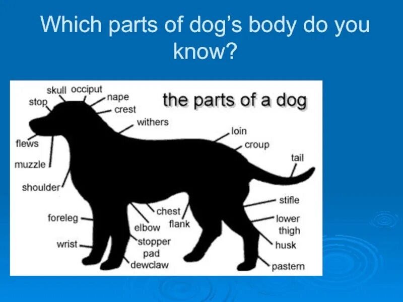 Dog body Parts. Parts of a Dog. Dog Parts PF the body. Part name. Dogs s names are