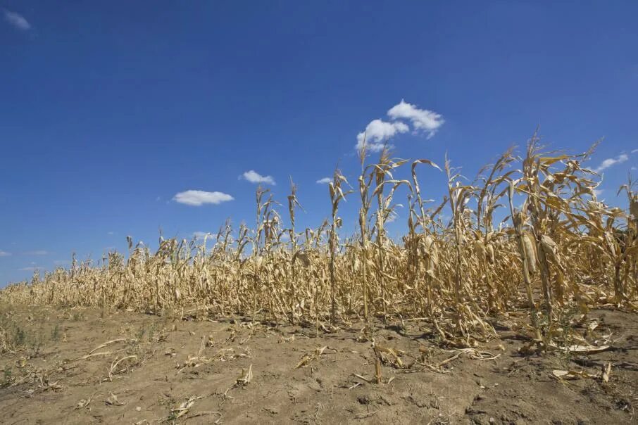 Засуха пшеница. Засуха в сельском хозяйстве. Неурожай пшеницы. Засуха в поле.