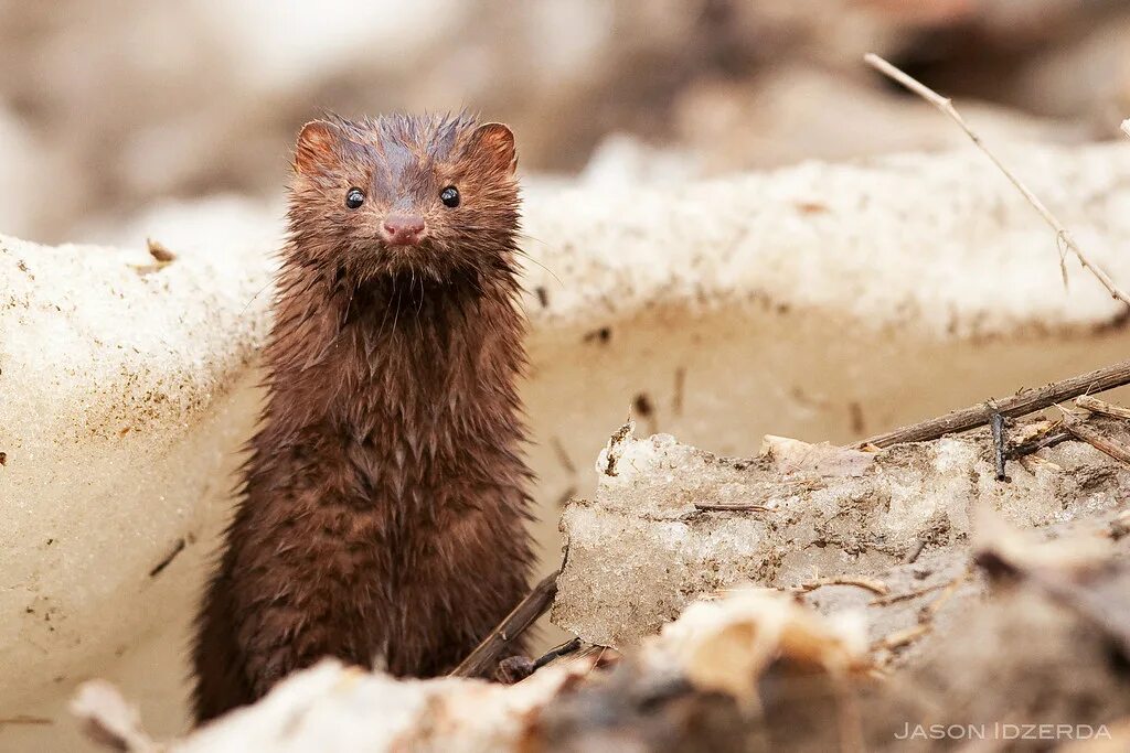 Норка что едят. Европейская норка (лат. mustela lutreola). норка. американская норка. зверьки с ценным мехом.