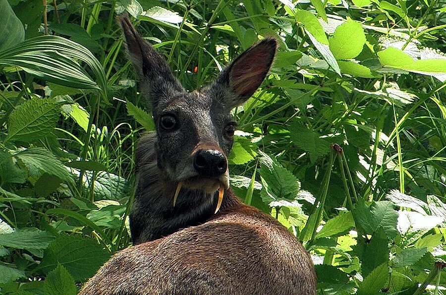 Сахалинская кабарга. Сахалинская кабарга moschus moschiferus sachalinensis. Сибирская кабарга. Саблезубый олень кабарга. Сибирская кабарга.