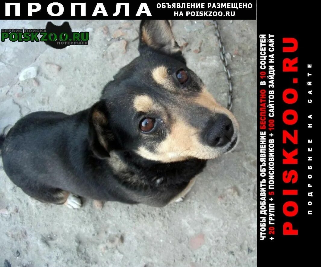 Пропала собака Бор "POISKZOO". Авито пропала собака Белогорск Амурская область.