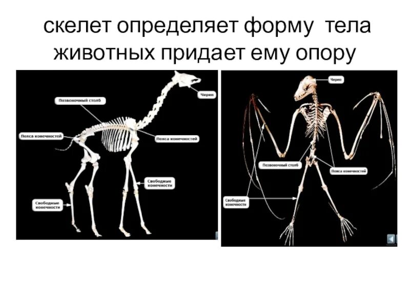 Строение скелета. Скелет млекопитающих. Скелет это определение. Строение скелета презентация. Что определяет скелет