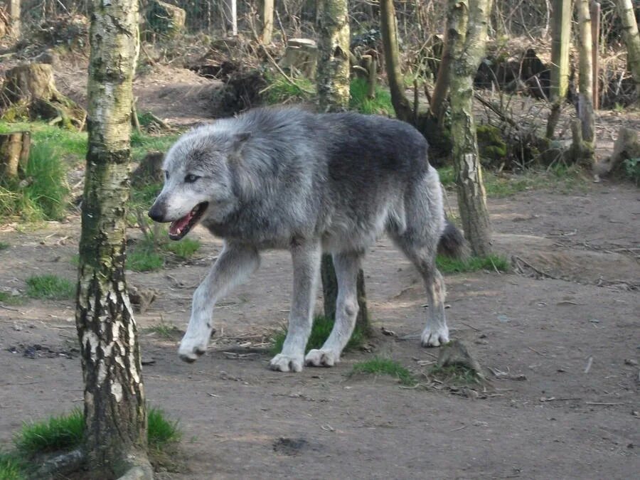 Габариты волка. Волк размеры. Волк рост в холке вес. Волк сибирский вес рост. Размеры волков.