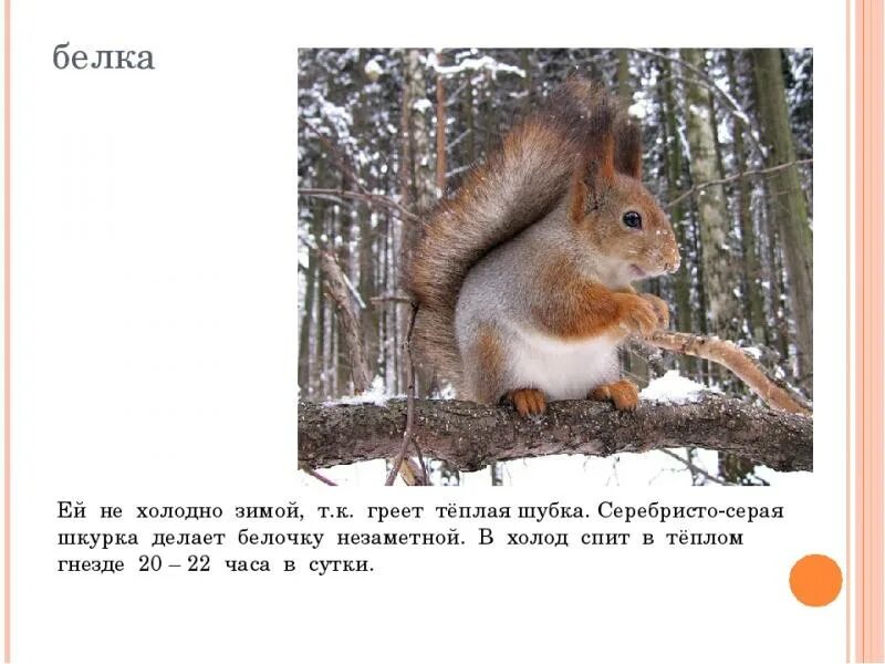 Презентация как белочка зимует. Белка мерзнет. стихотворение про белку зимой. замерзшая белочка. стих про белку для детей.