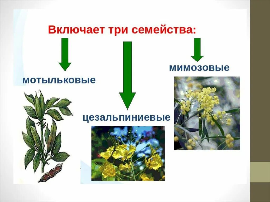 Семейство бобовые Цезальпиниевые. Бобовые растения примеры. Розоцветные бобовые Мотыльковые. Систематика семейства мотыльковых. Формула цветка семейства мотыльковые бобовые