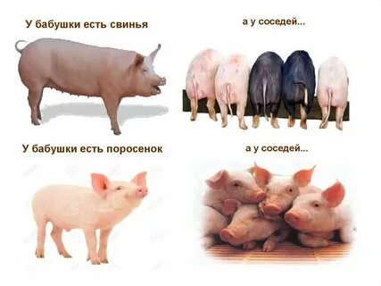 Как назвать свинку