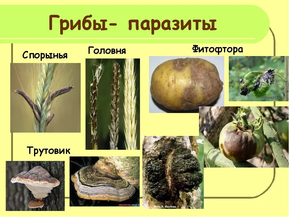 Грибы паразиты растений животных и человека сообщение. Грибы паразиты головня спорынья трутовики. грибы паразиты представители. головня спорынья трутовик. паразиты растения головня спорынья.