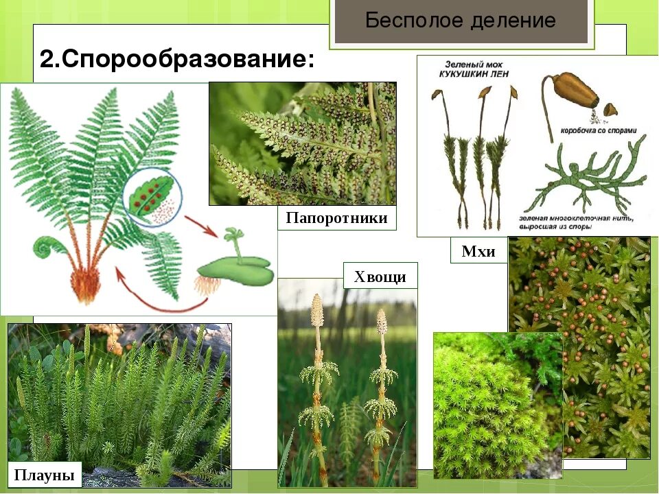 Плауновые хвойные папоротниковые однодольные. Плауны хвощи папоротники. Мхи хвощи плауны. Мхи папоротники хвощи плауны. Плаун Щитовник.