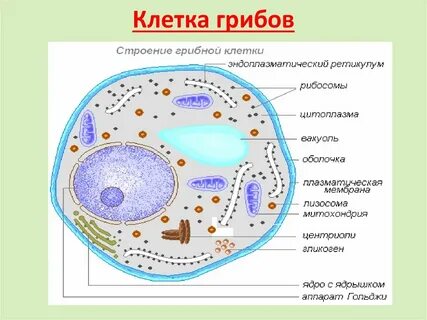 Клетка гриба биология