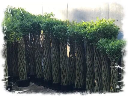 Плетеные кусты из ивы