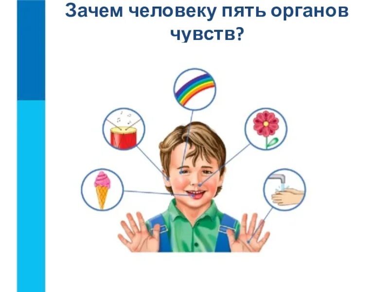 Сложные органы чувств. Органы чувств человека. 5 Органов чувств человека. Органы чувств человека для детей дошкольного возраста. Зачем человеку пять органов чувств.