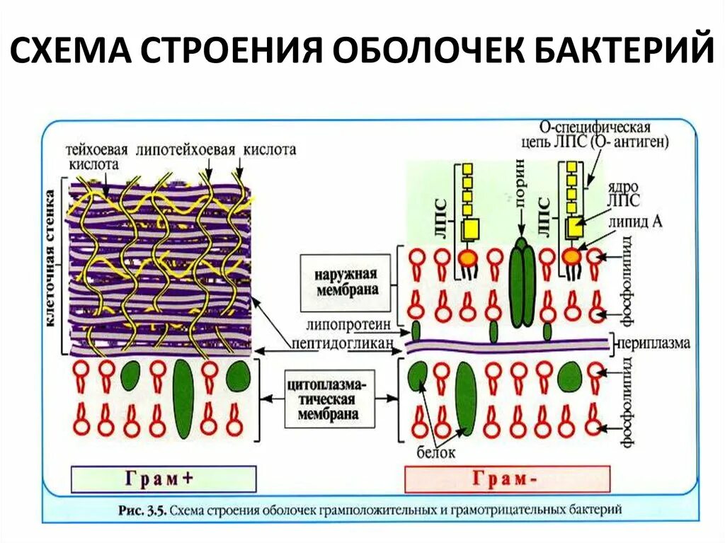 Строение мембраны бактерий. Схема строения оболочек бактерий. Строение бактерии наружная мембрана. Грамположительные бактерии клеточная мембрана. Клетка бактерии клеточная мембрана