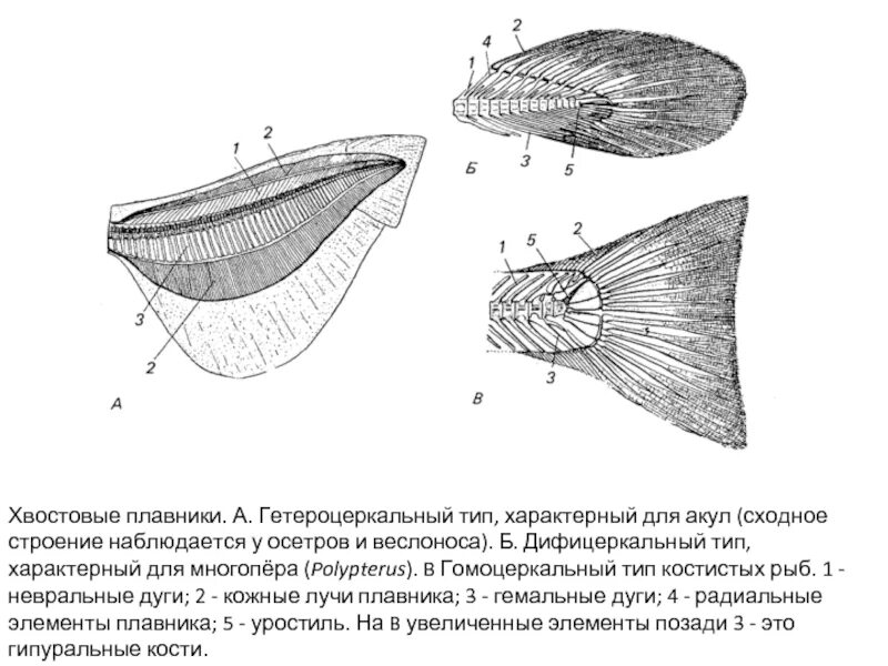 Строение плавника рыбы. Строение хвостового плавника рыб. Гетероцеркальный хвостовой плавник акулы. Строение плавников рыб.