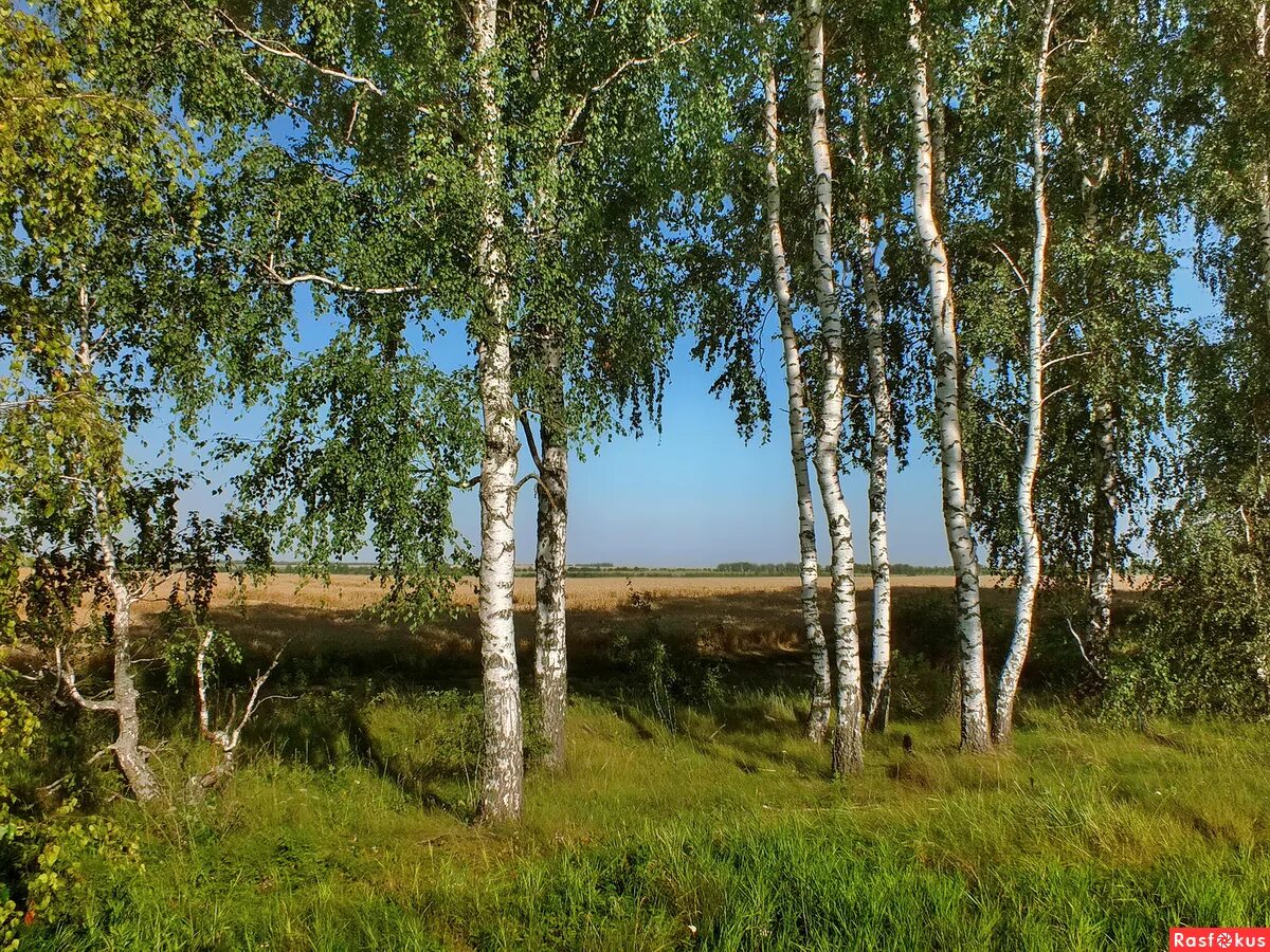 Северный березки