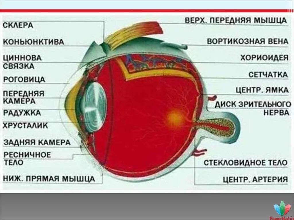 Как называется прозрачная часть белочной оболочки глаза. Склера оболочка глазного яблока. Строение глазного яблока склера. Склера глазного яблока функции. Белочная оболочка глаза склера.