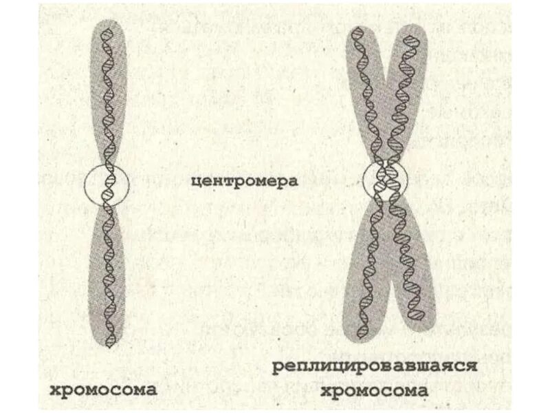 Строение однохроматидные хромосомы. Однохроматидная хромосома строение. Строение хромосомы хроматиды. Строение двухроматидные хромосомы. Удвоение набора хромосом