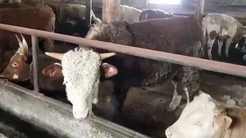 Выращиваемый на мясо бычок