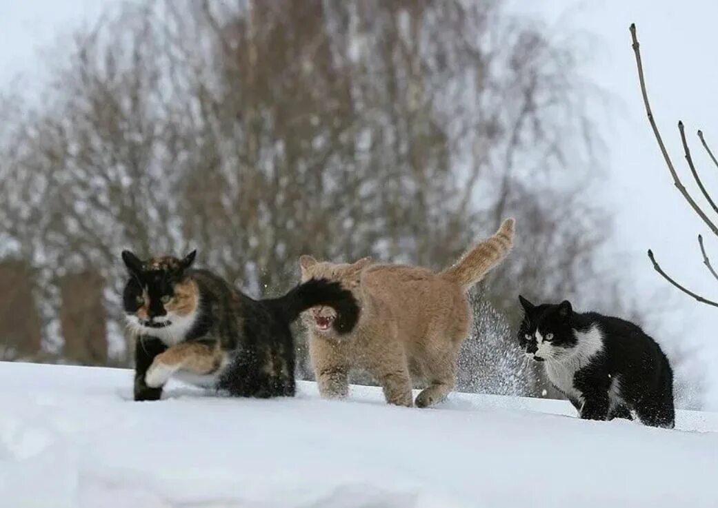 Кот зимой. Много котов зимой. Много кошек на снегу. Два кота в снегу.