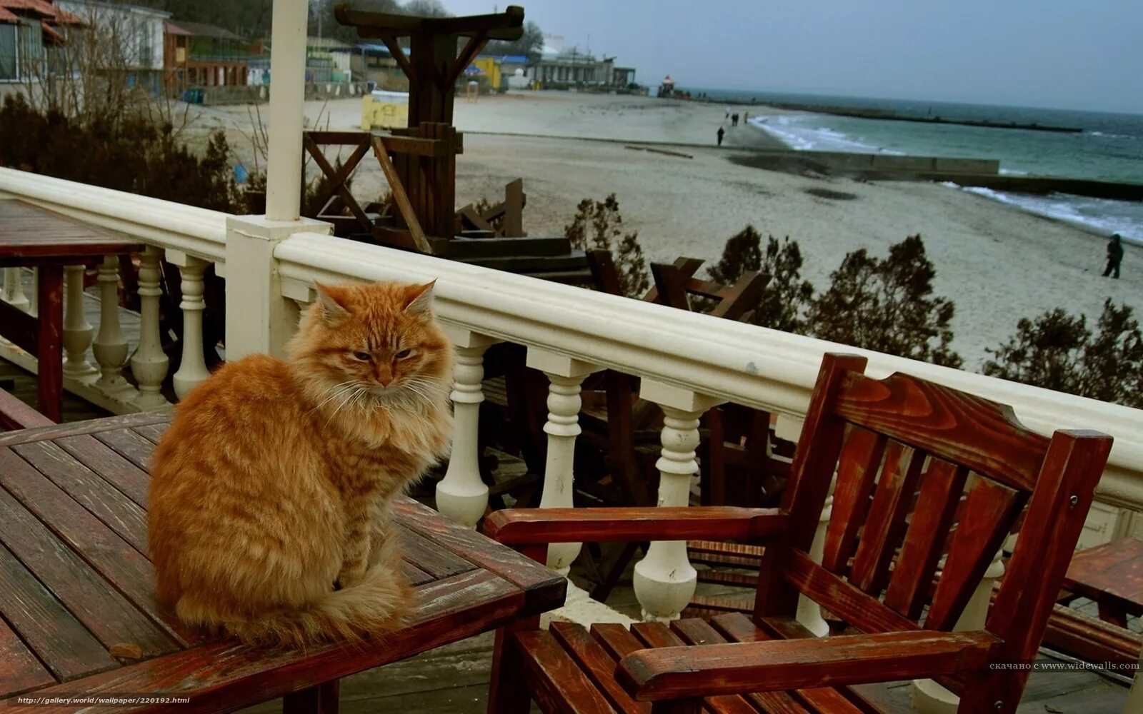 коты на берегу моря. морской котик. кот на море. крымский горный кот. кот отдыхает.