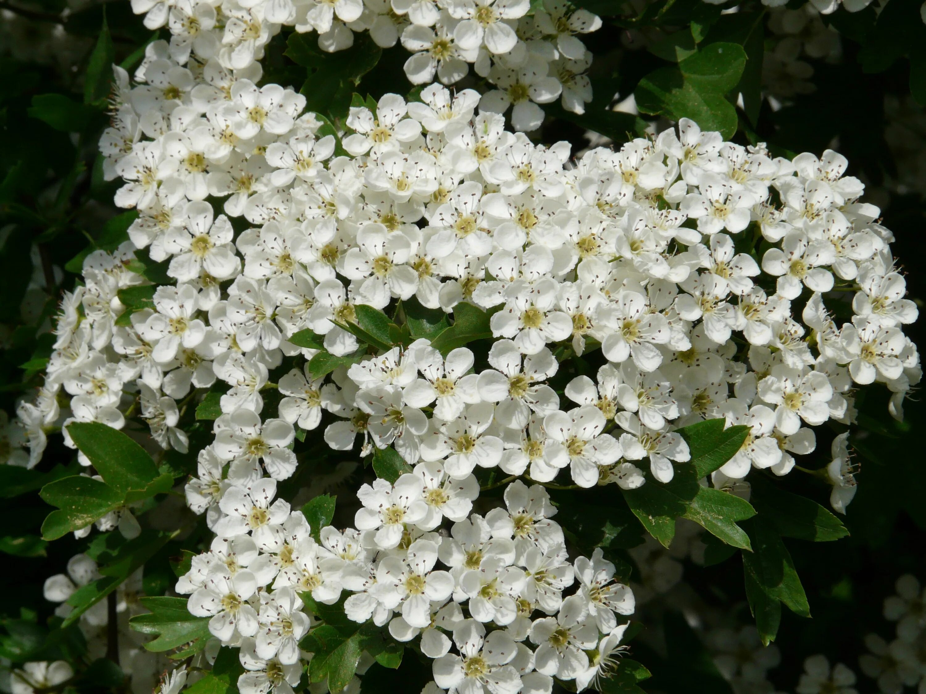 Белые кусты цветут в мае. Куст с белыми цветами. Кустарник с белыми цветами.