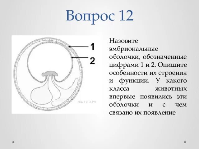 Появление яйцевых оболочек. Строение зародыша хорион амнион. Эмбриональные оболочки хорион амнион аллантоис. Зародышевые оболочки амниот. Функции хориона амниона.