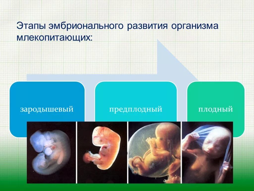 Где и как развивается плод млекопитающих. Этапы эмбрионального развития. Стадии развития эмбриона. Эмбриональное развитие организма этапы. Этап эмбрионального развития млекопитающего.