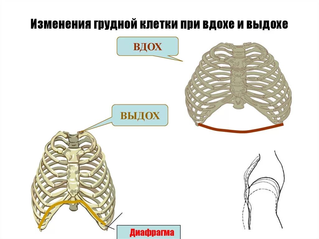 Грудная клетка при вдохе приподнимается. Грудная клетка вдох. Грудная клетка при вдохе и выдохе. Изменения грудной клетки. Схему положения грудной клетки при вдохе и выдохе.