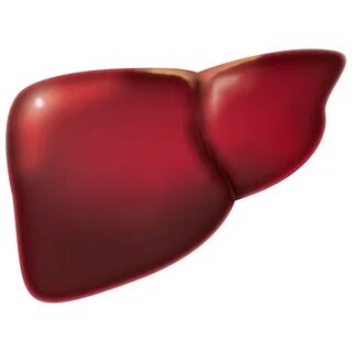 2 2 печень печень голова