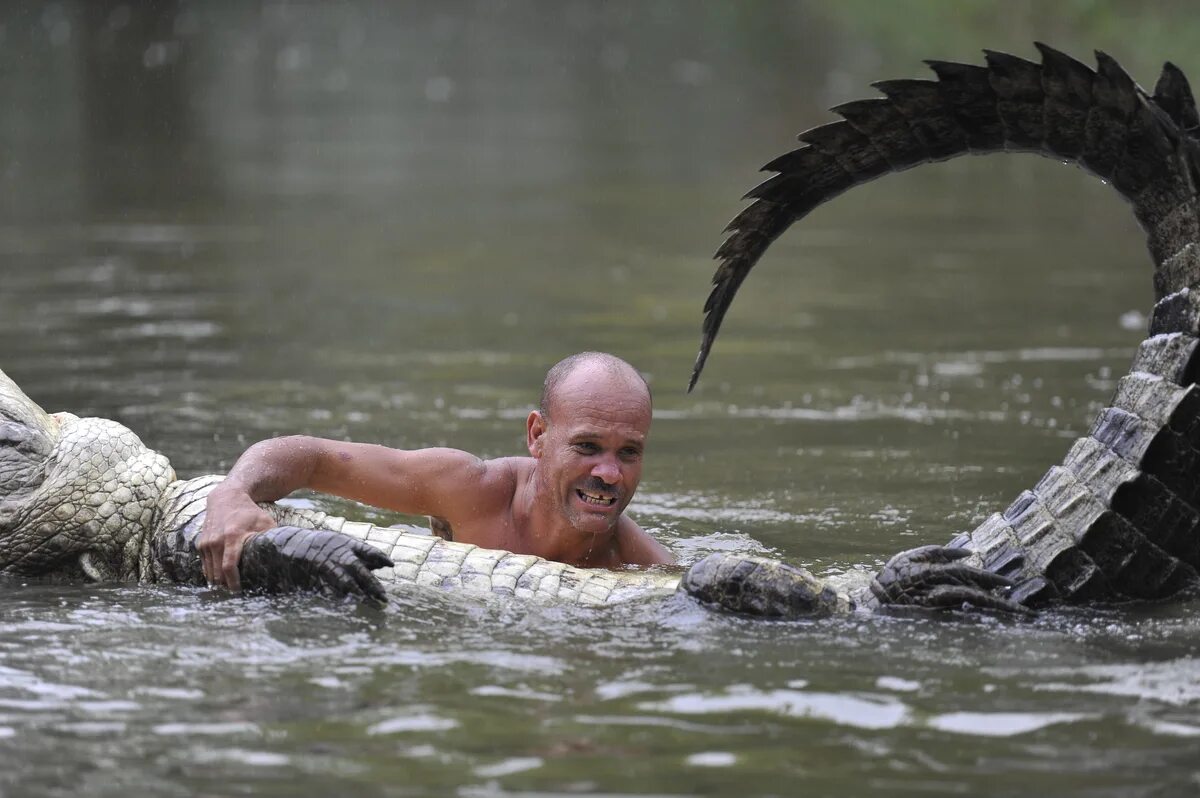 Мужчина крокодил. Гильберто седден крокодил почо. Крокодил бандит. Крокодил бандит. Мужчина крокодил.