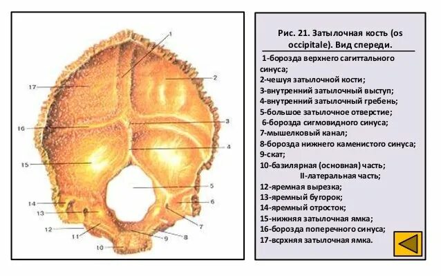 Incisura mastoidea височной кости. Височная кость анатомия сапин. Височная кость черепа анатомия человека. Борозда большого каменистого синуса. Височная кость анатомия пирамида.