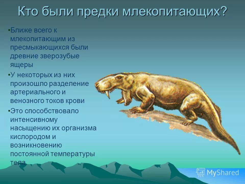 От древних зверозубых ящеров