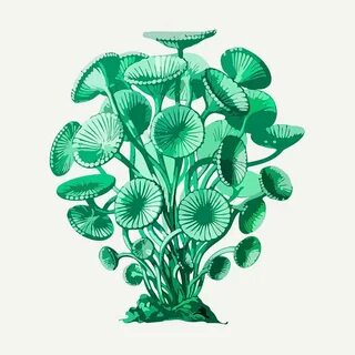 Various plants